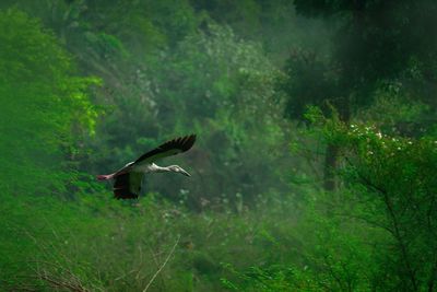 Bird flying in a forest