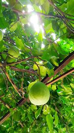 Low angle view of fruits on tree