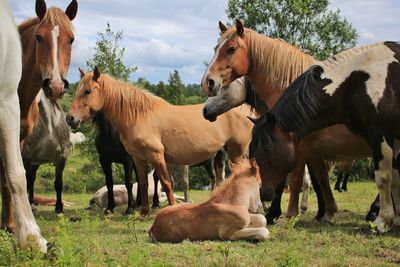 Wild horses in poland