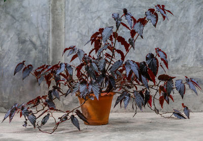 Potted plant against wall