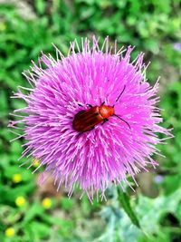 Close-up of insect on pink flower