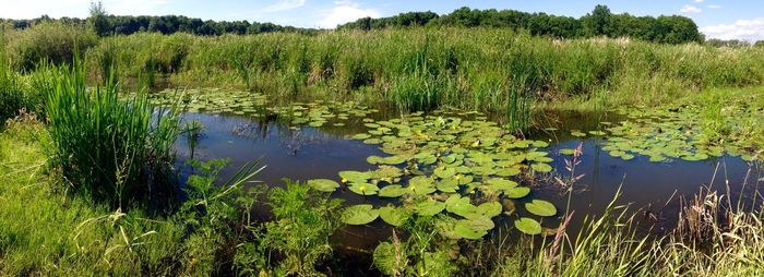 Scenic view of lake