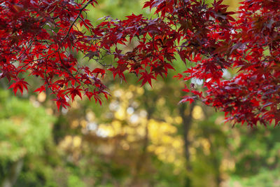 Low angle view of red leaves on tree