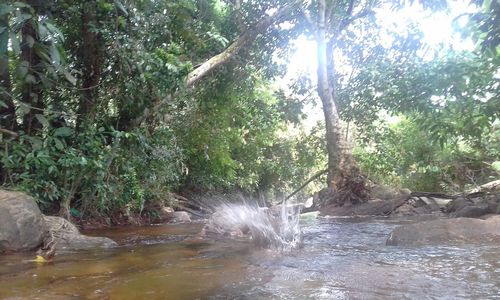 Scenic view of waterfall in forest