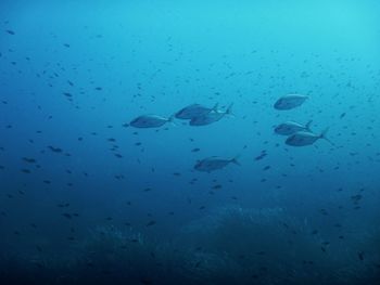 Fishes swimming in sea