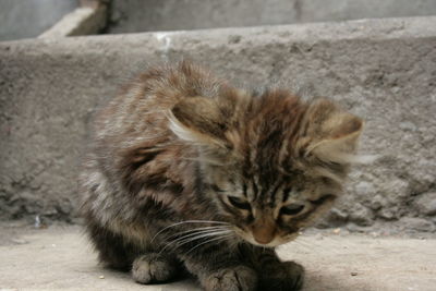 Close-up portrait of tabby cat