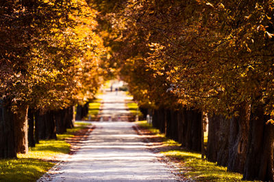 Footpath amidst trees in park during autumn