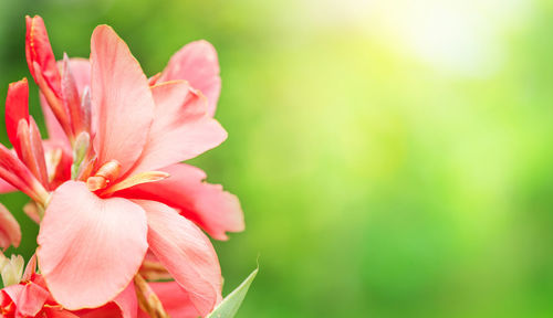 Close-up of pink flower