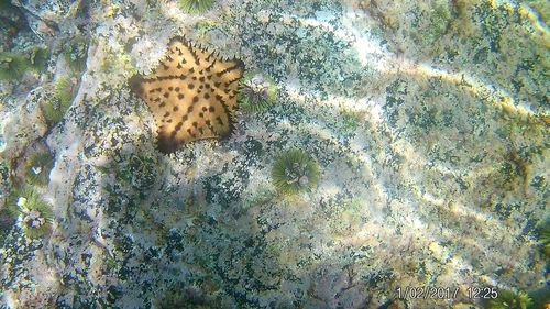 High angle view of starfish on leaf