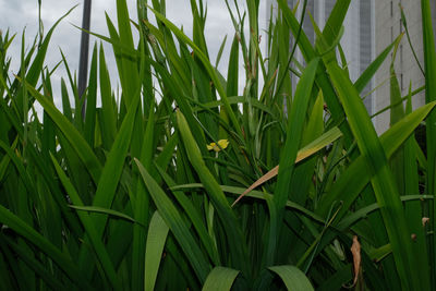 Close-up of fresh green plants in field