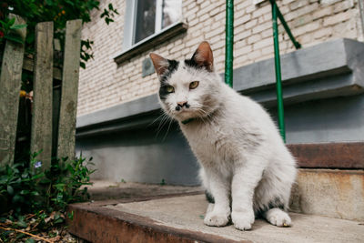 Cat sitting outside building