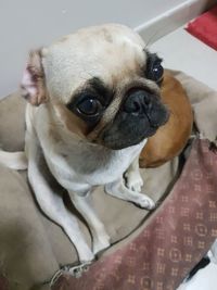 Close-up portrait of dog at home