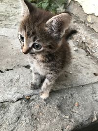 High angle view of cat