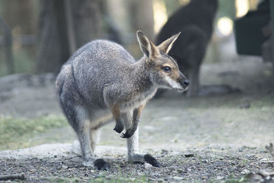 Squirrel standing on a land