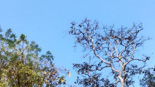 Low angle view of tree against blue sky