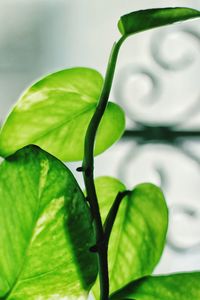 Close-up of fresh green plant