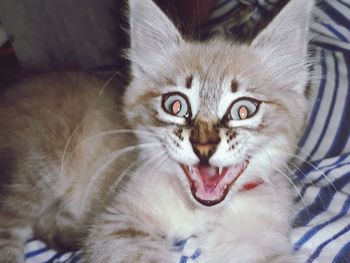 Close-up portrait of a cat