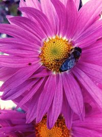 Close-up of bee on purple flower