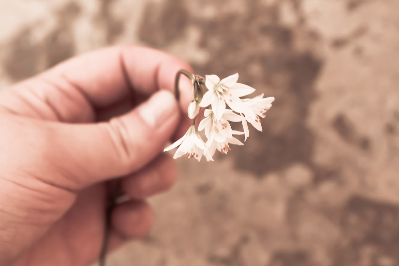 flower, human hand, fragility, human body part, petal, one person, close-up, white color, flower head, holding, real people, nature, beauty in nature, outdoors, day, women, freshness, people