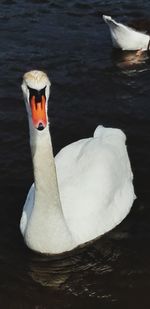 Close-up of swan in lake