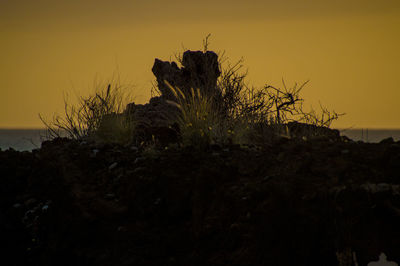 Low angle view of silhouette tree on rock against sky at sunset