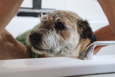 Close-up portrait of dog