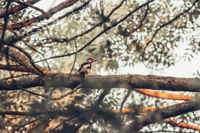 Low angle view of bird perching on tree