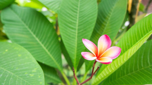 Close-up of pink lotus water lily