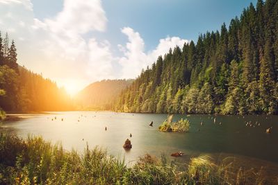 Scenic view of river by trees against sky at morning