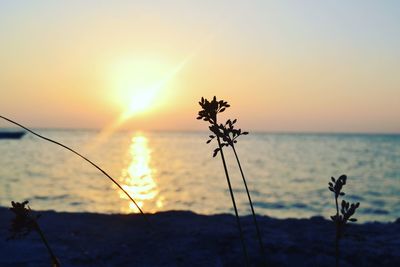 Close-up of plant against sea at sunset