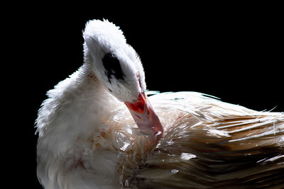 Close-up of swan