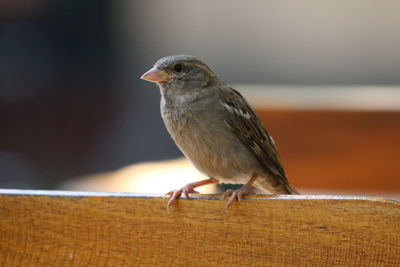 Close-up of bird perching on wood