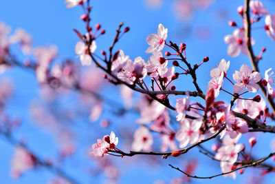 Low angle view of cherry blossoms in spring