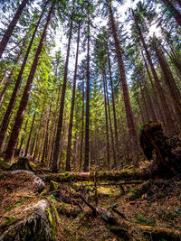 Low angle view of pine trees in forest