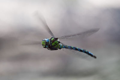 Close-up of dragonfly