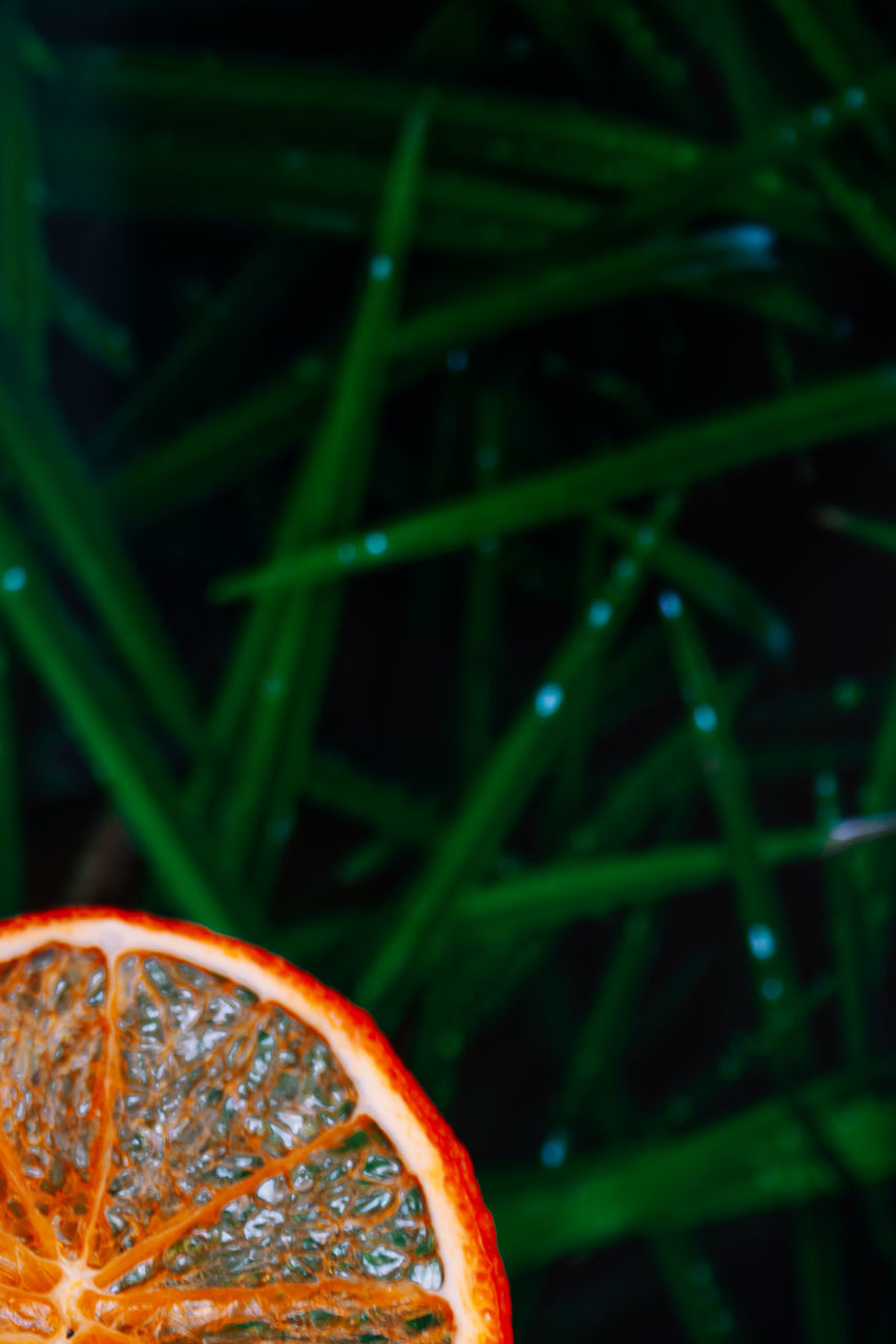 CLOSE-UP OF ORANGE SLICE