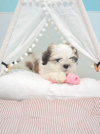 Dog resting on bed