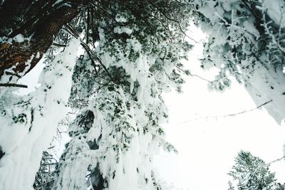 Low angle view of trees against sky during winter