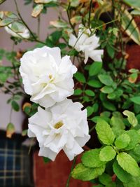 Close-up of white rose