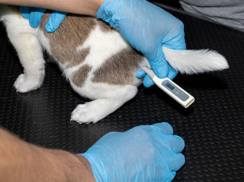 High angle view of cat and hand on bed