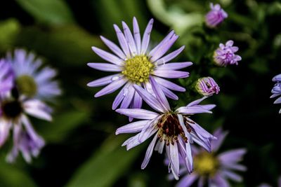 Close-up of insect on purple flowering plant