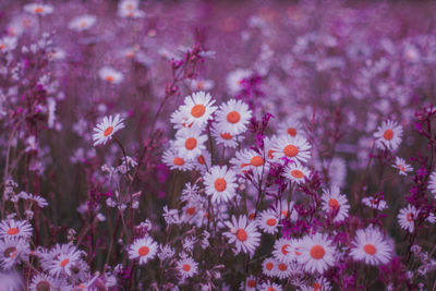 Close-up of pink flowering plants on field