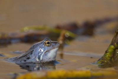 Close-up of frog in lake