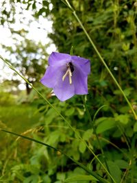 Close-up of purple flowering plant