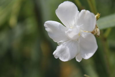 Close-up of white flower