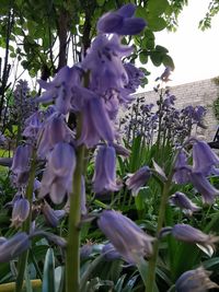 Close-up of purple flowering plants