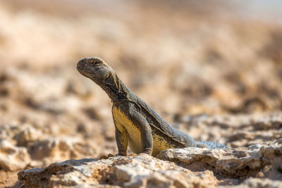 Close-up of lizard on rock