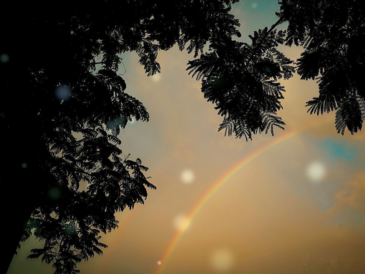 LOW ANGLE VIEW OF TREES AGAINST RAINBOW IN SKY