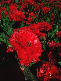 High angle view of red flowering plant in field