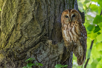 Portrait of owl perching on tree trunk